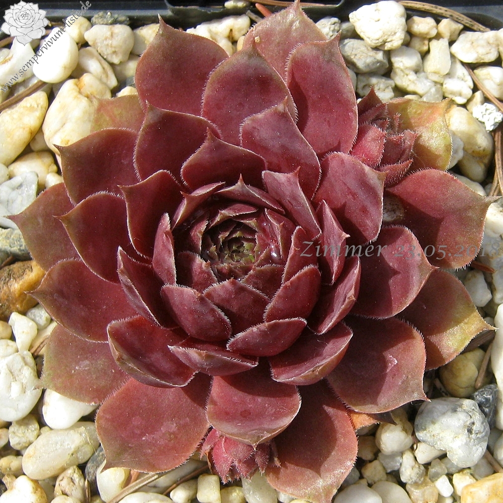 Jungle Fires | Sempervivum-Liste